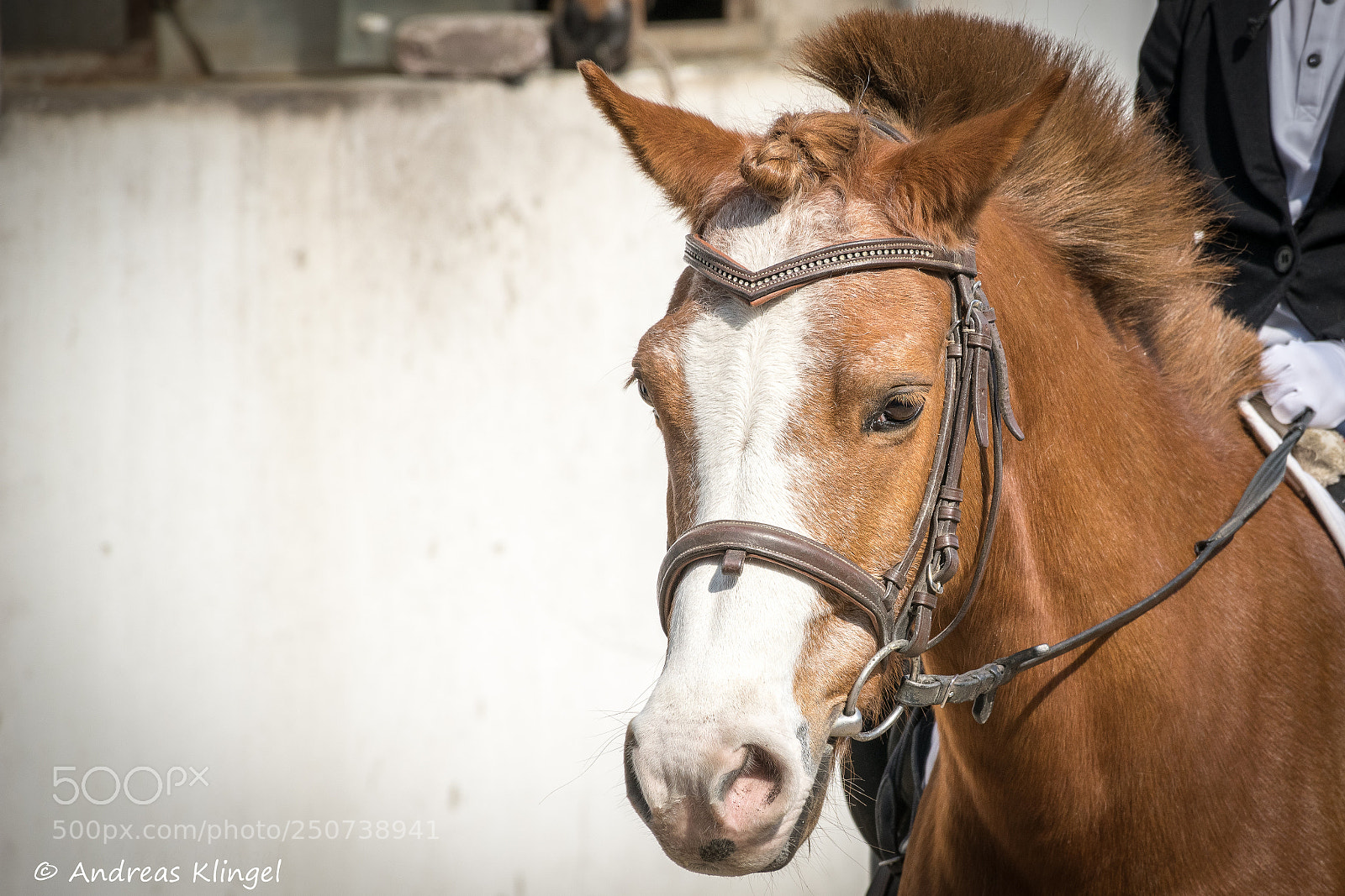 Nikon D5300 sample photo. Pony photography