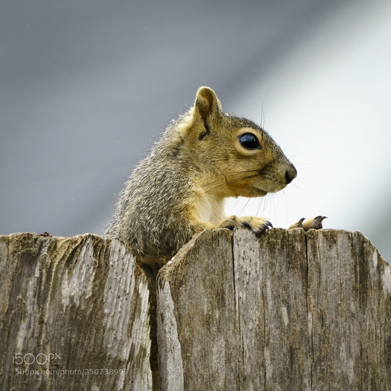 Sony a7R III sample photo. Squirrel on a fence photography