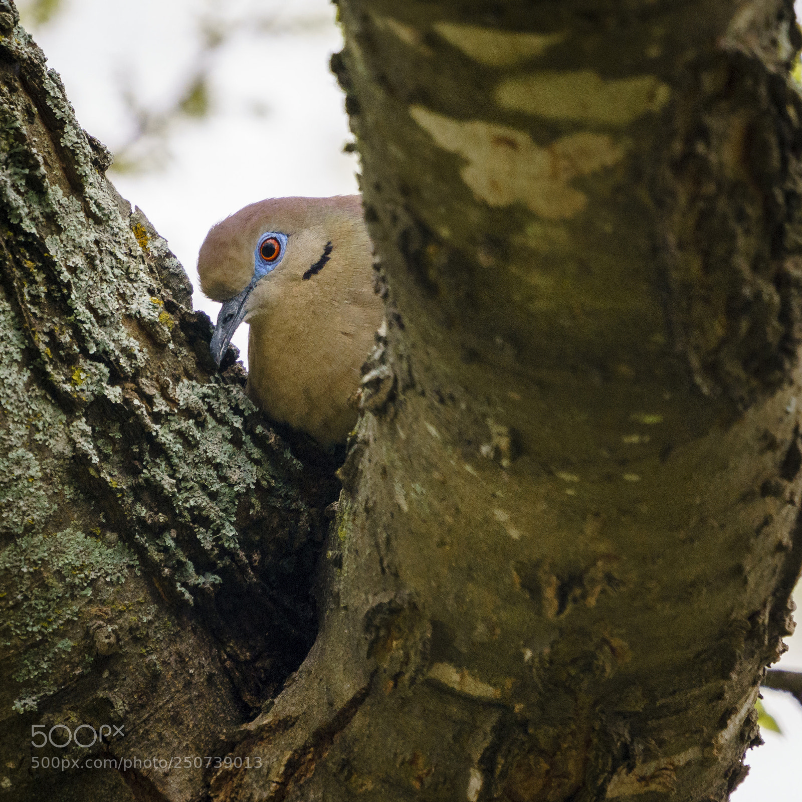 Sony a7R III sample photo. Doves out and about photography