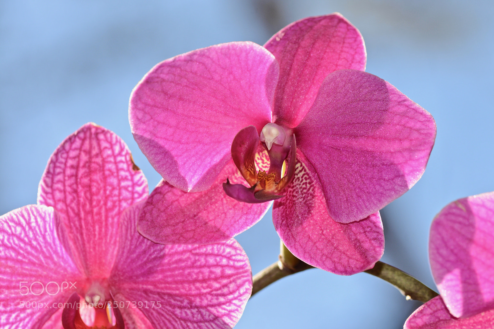 Nikon D7100 sample photo. Orchid backlighting photography