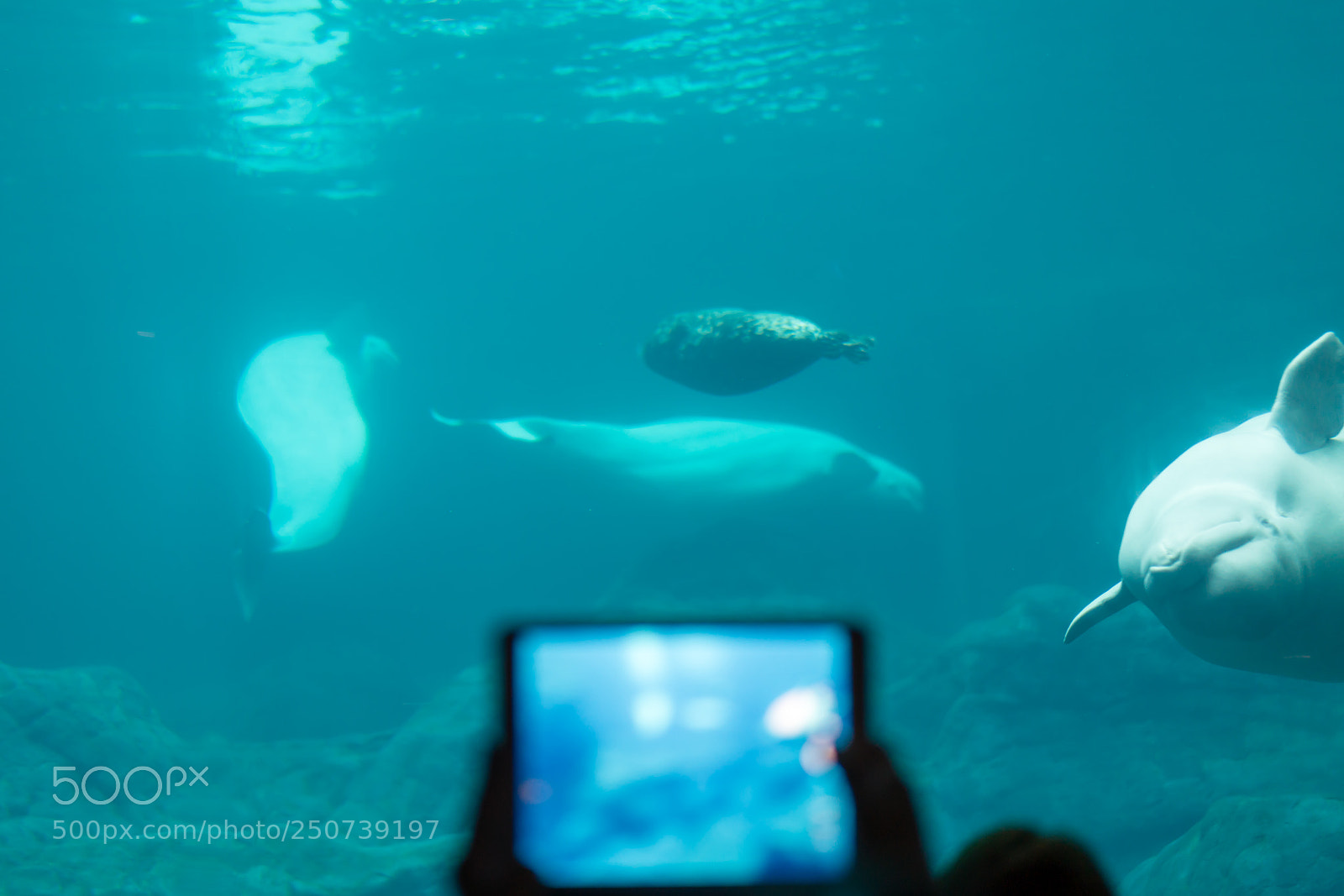 Sony a7R II sample photo. Frame photography