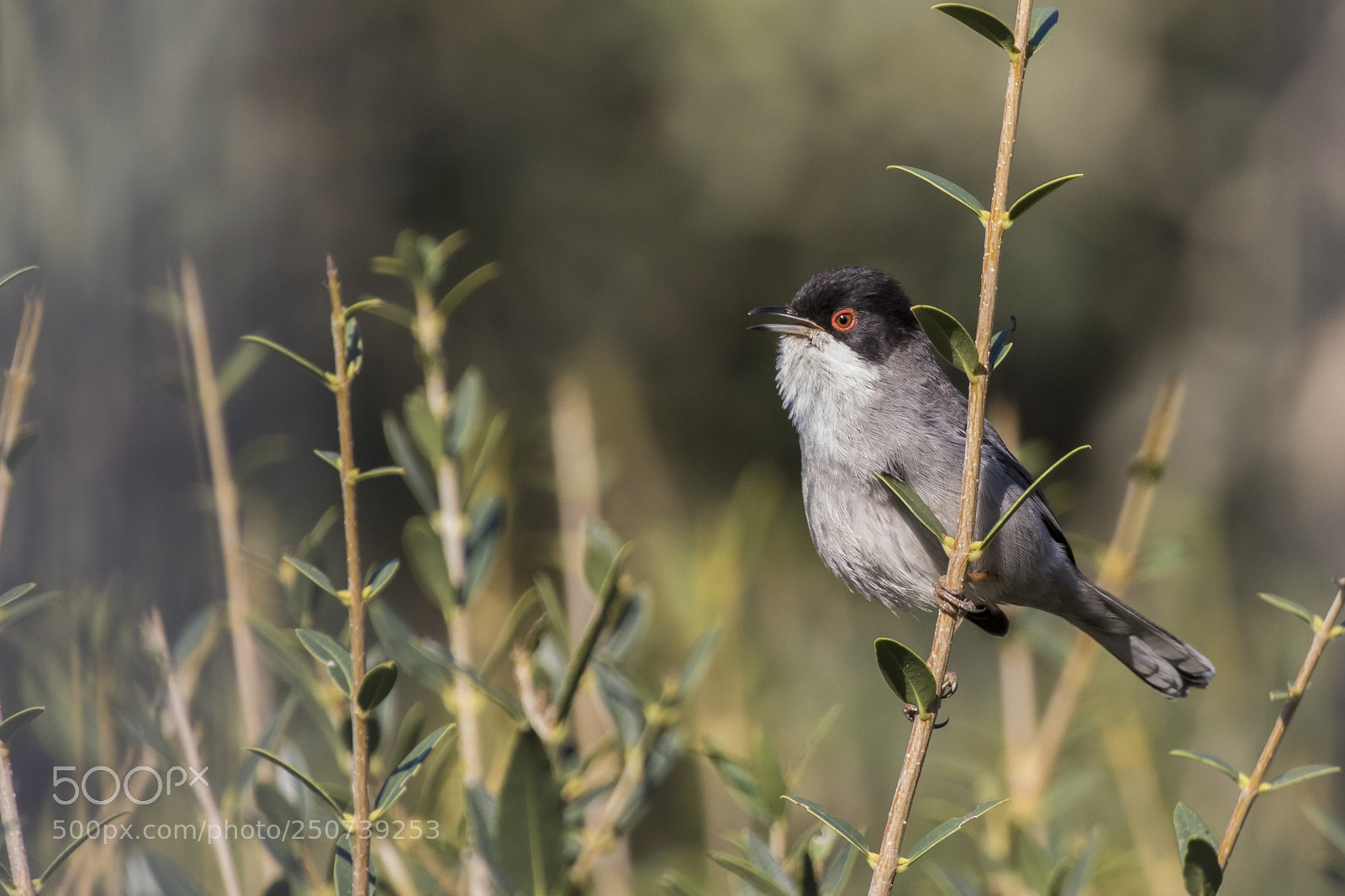 Canon EOS 7D Mark II sample photo. Morning song photography