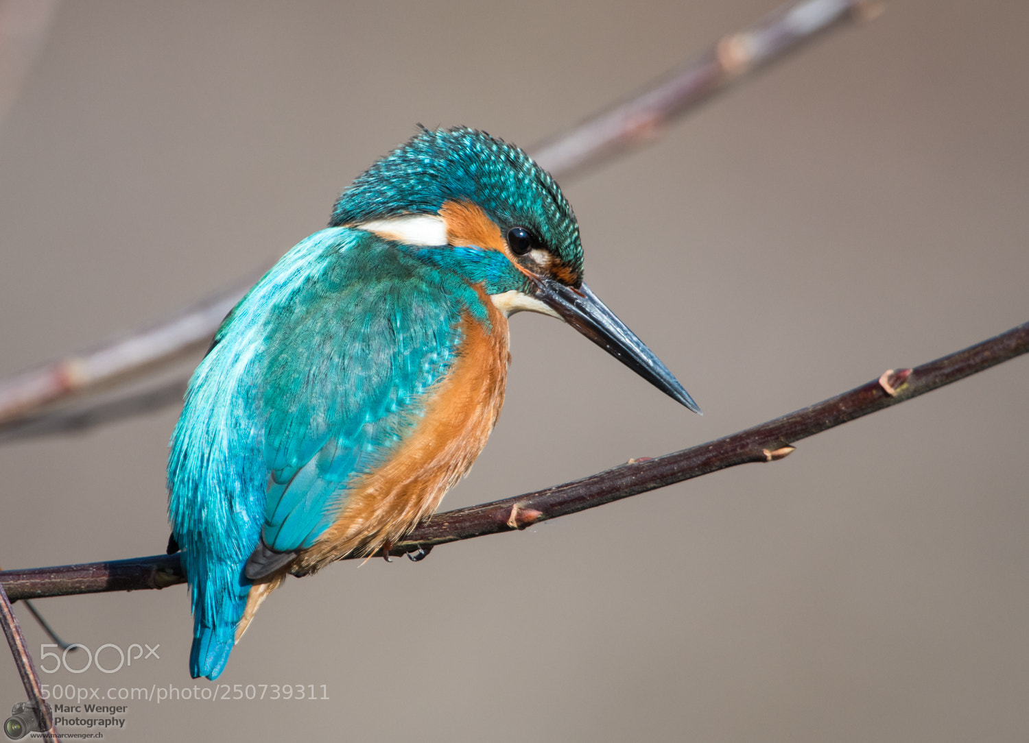 Nikon D500 sample photo. Kingfisher photography