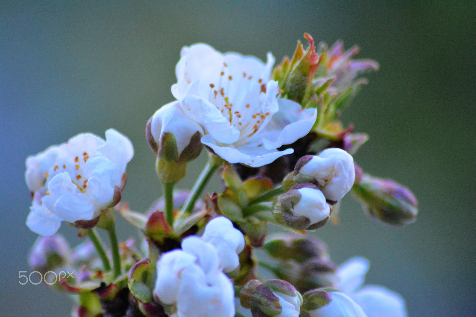 Sigma 70-300mm F4-5.6 APO DG Macro sample photo. Flower photography