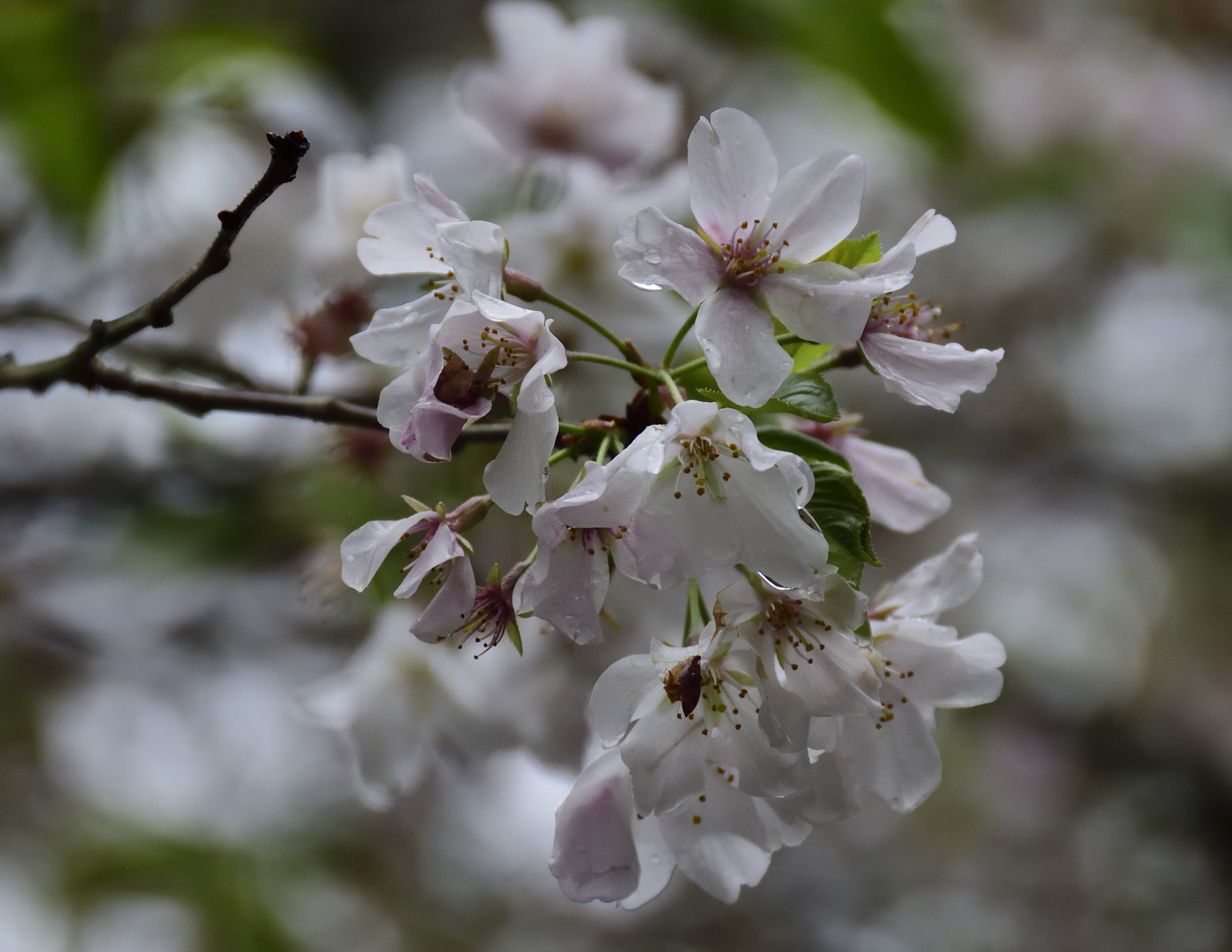 Nikon D7200 sample photo. 2018 spring flowers photography
