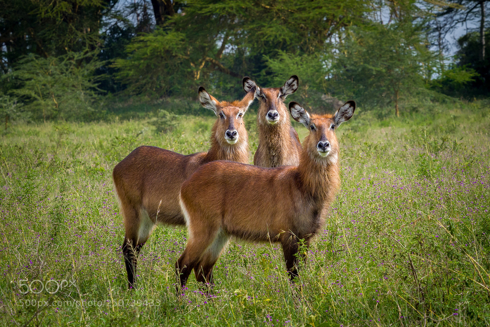 Olympus OM-D E-M1 Mark II sample photo. Three sisters photography