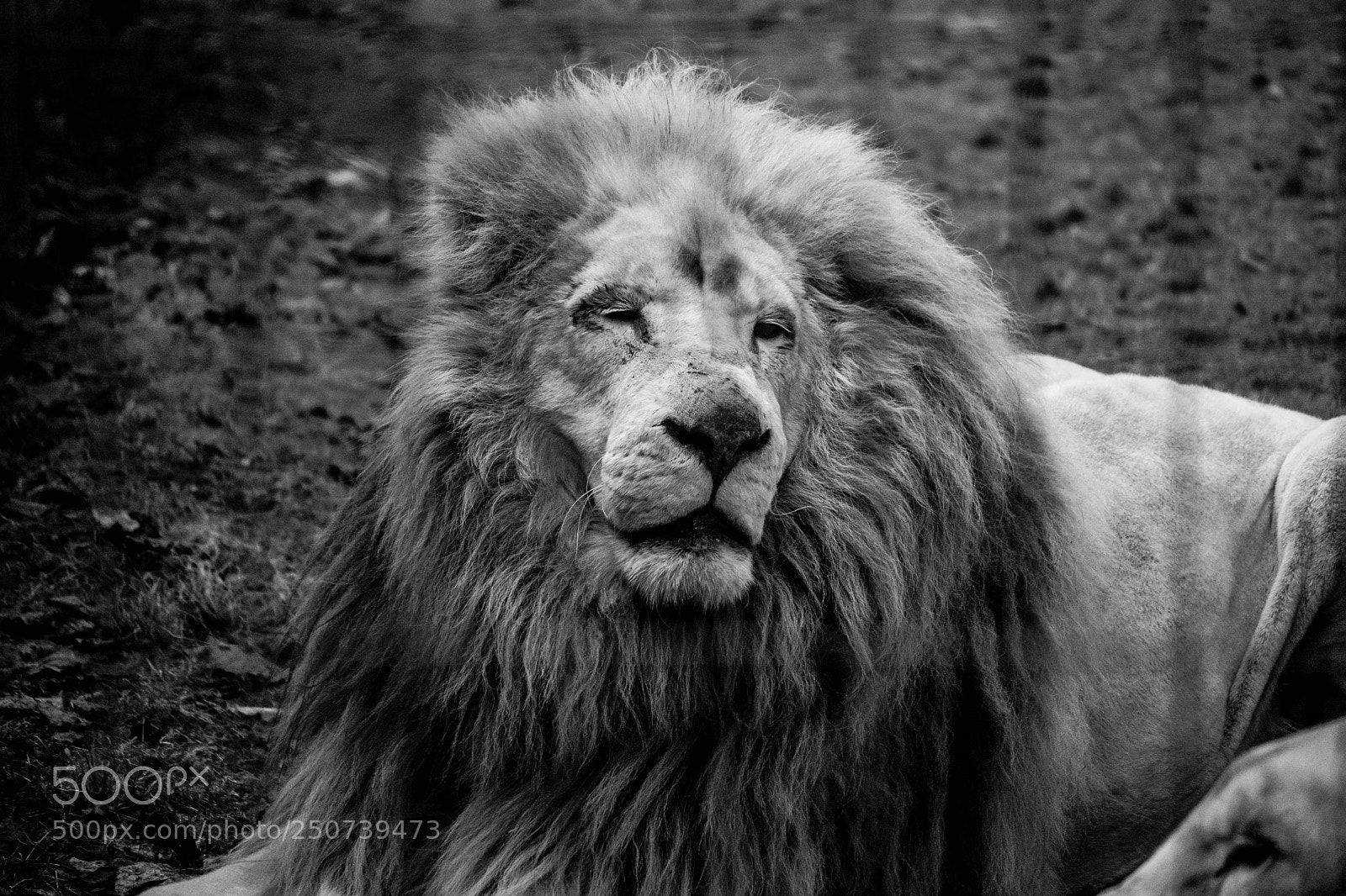 Nikon D500 sample photo. Lions photography