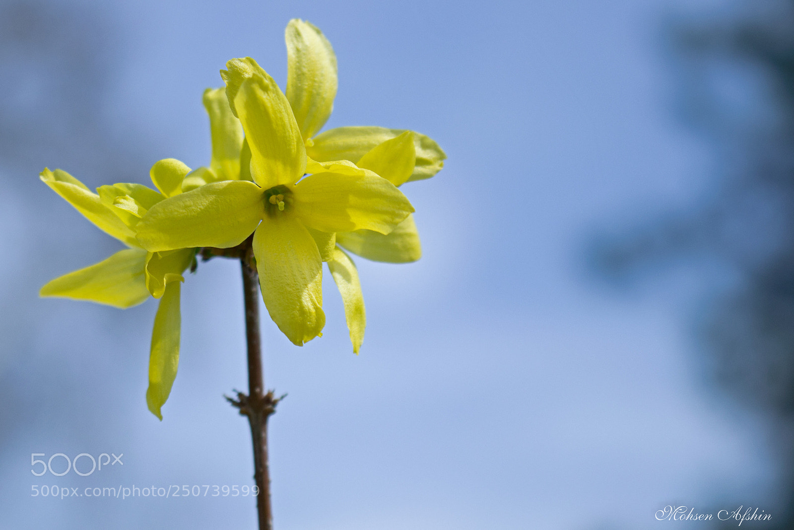 Canon EOS 77D (EOS 9000D / EOS 770D) sample photo. Waiting for spring photography