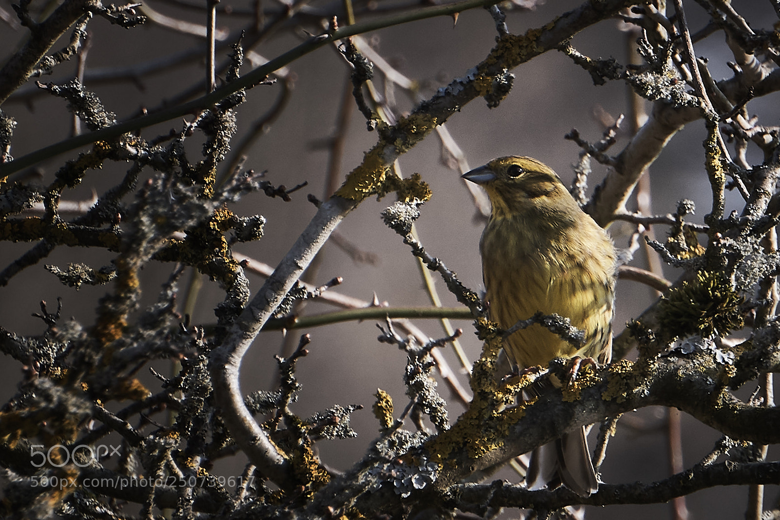 Sony a6000 sample photo. Yellowhammer photography