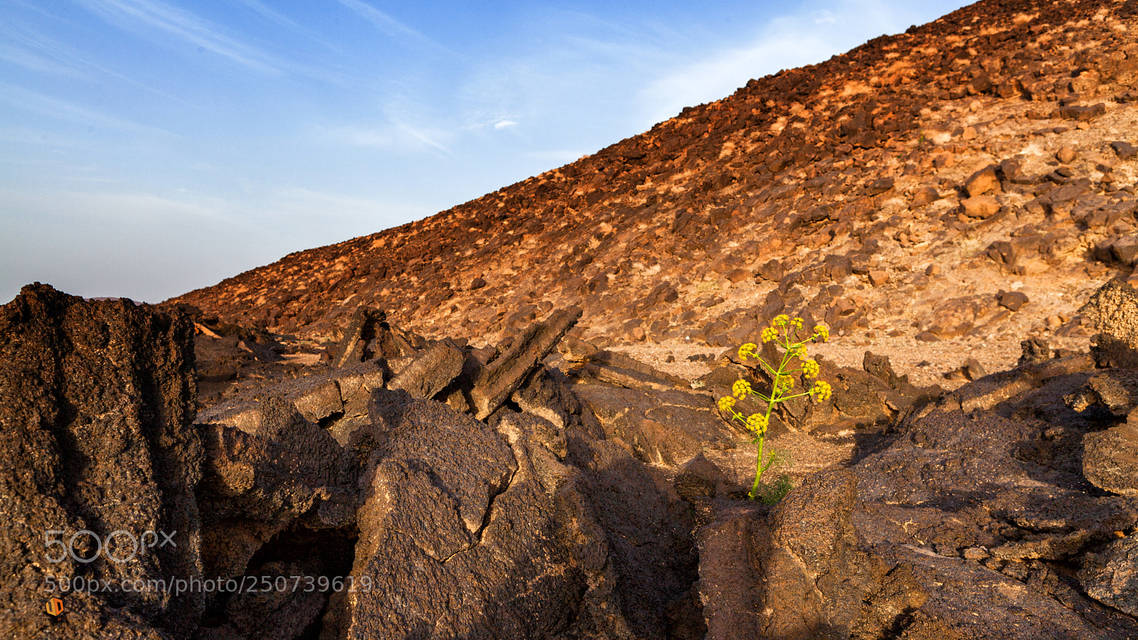 Canon EOS 5D Mark II sample photo. Blossoms in the lava photography