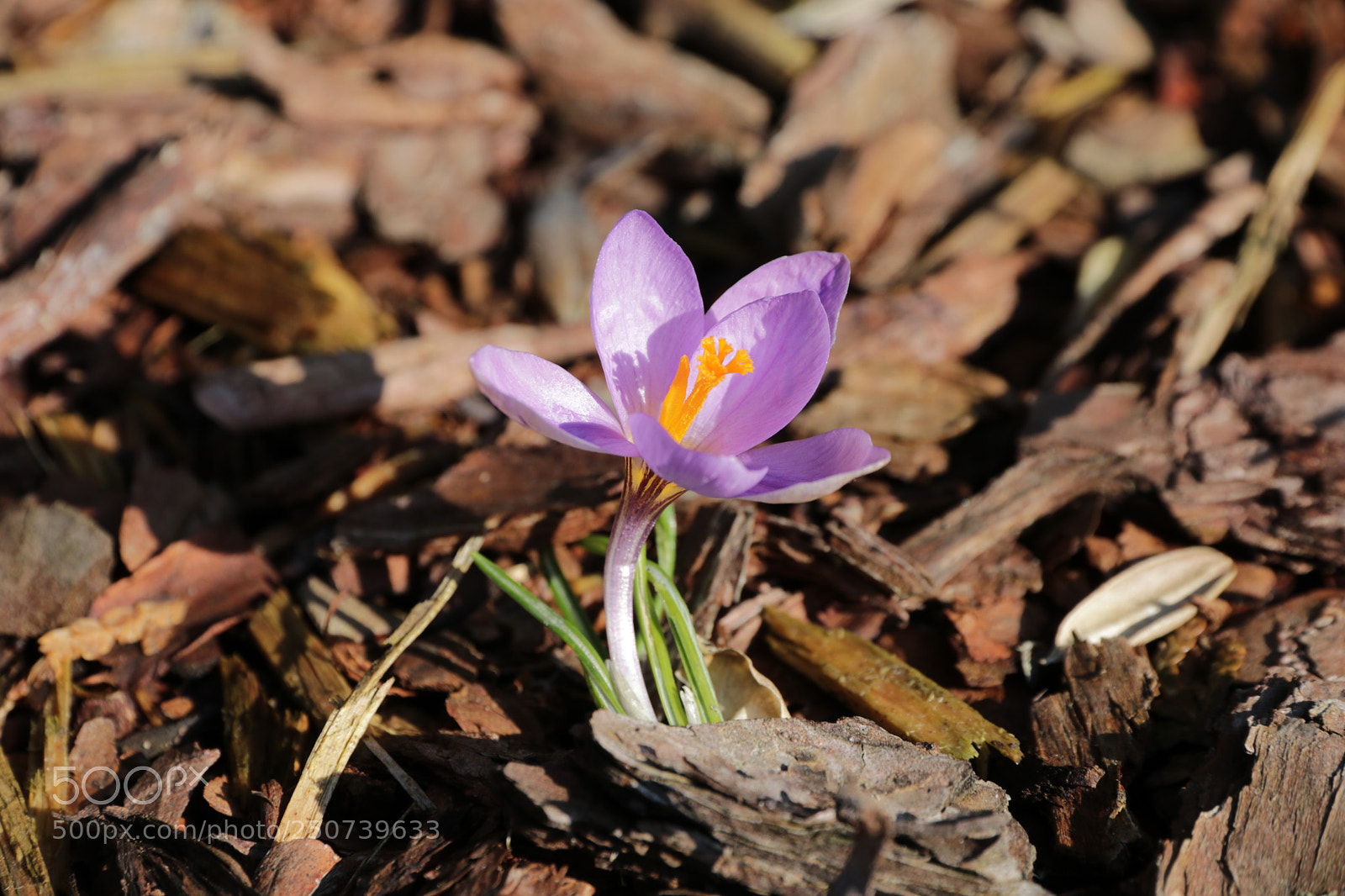 Canon EOS 80D sample photo. Spring photography