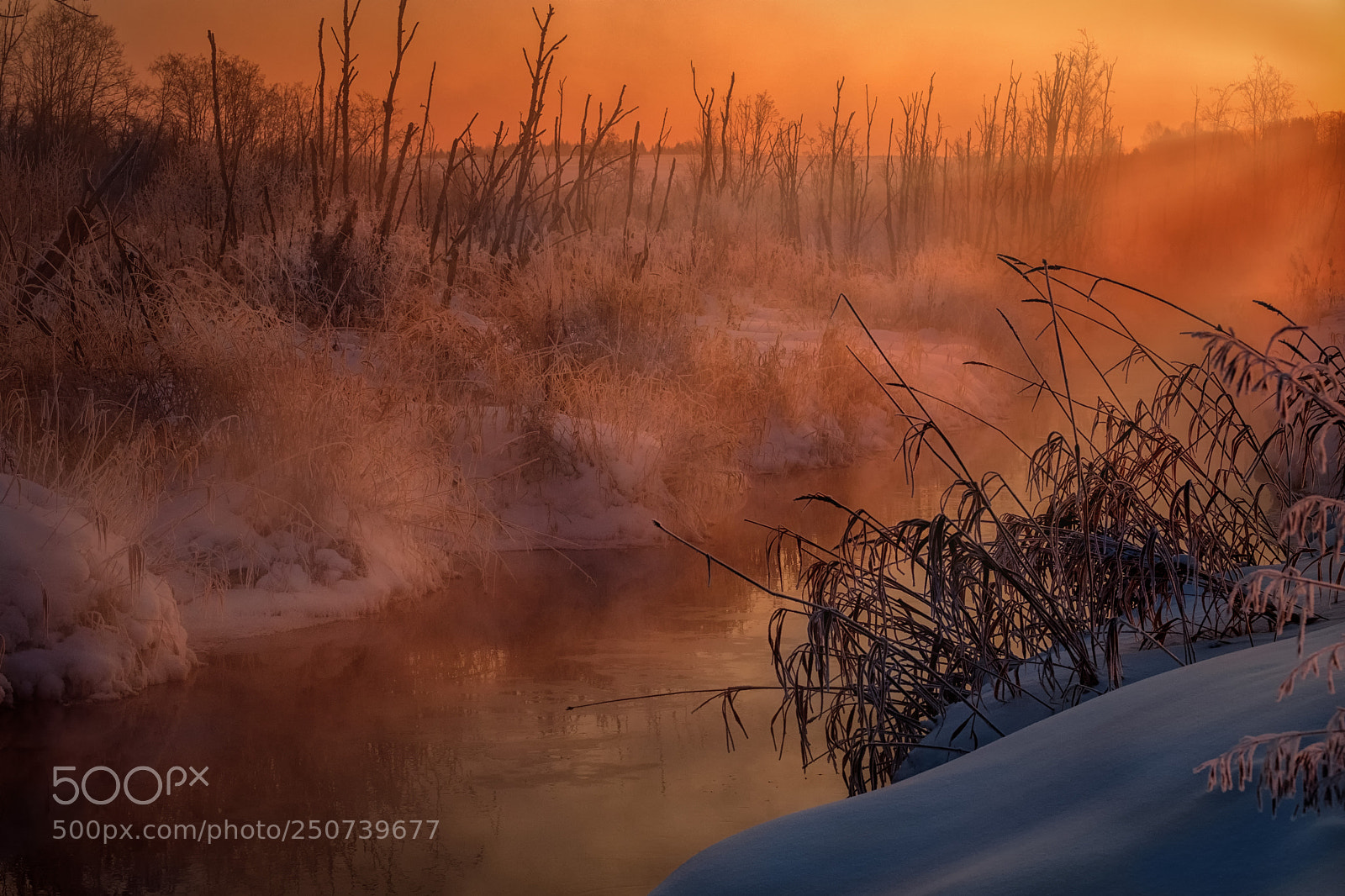 Fujifilm X-T20 sample photo. Foggy frost at sunrise photography
