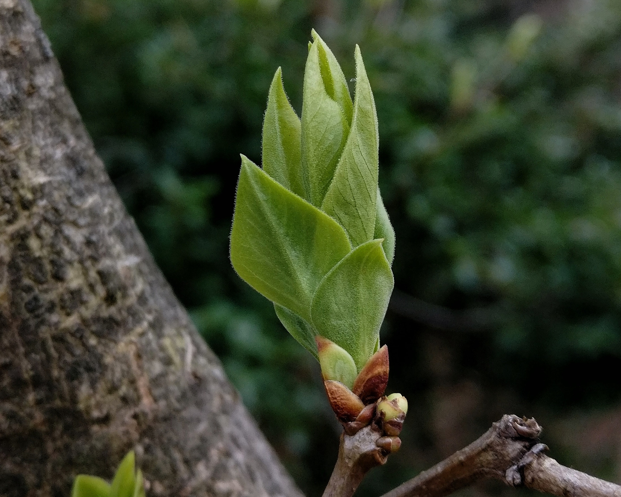 OnePlus A3000 sample photo. New leaves photography