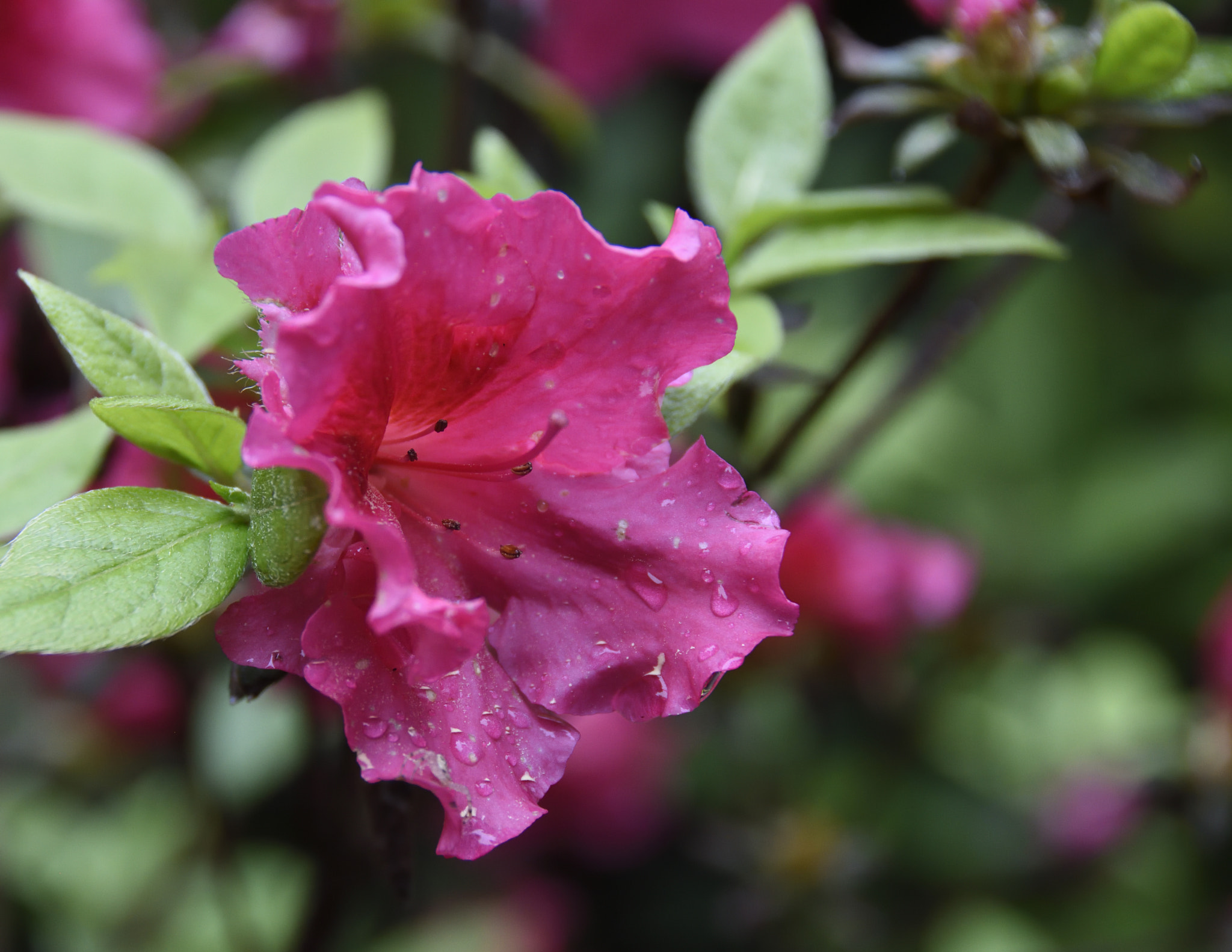 Nikon D7200 sample photo. 2018 spring azaleas photography