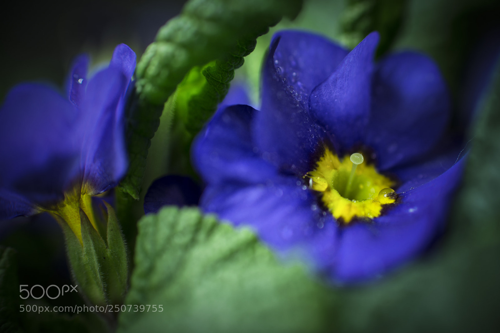 Nikon D7100 sample photo. Primula acaulis photography