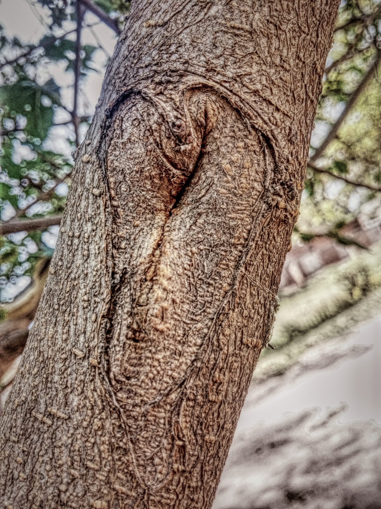 LG G2 sample photo