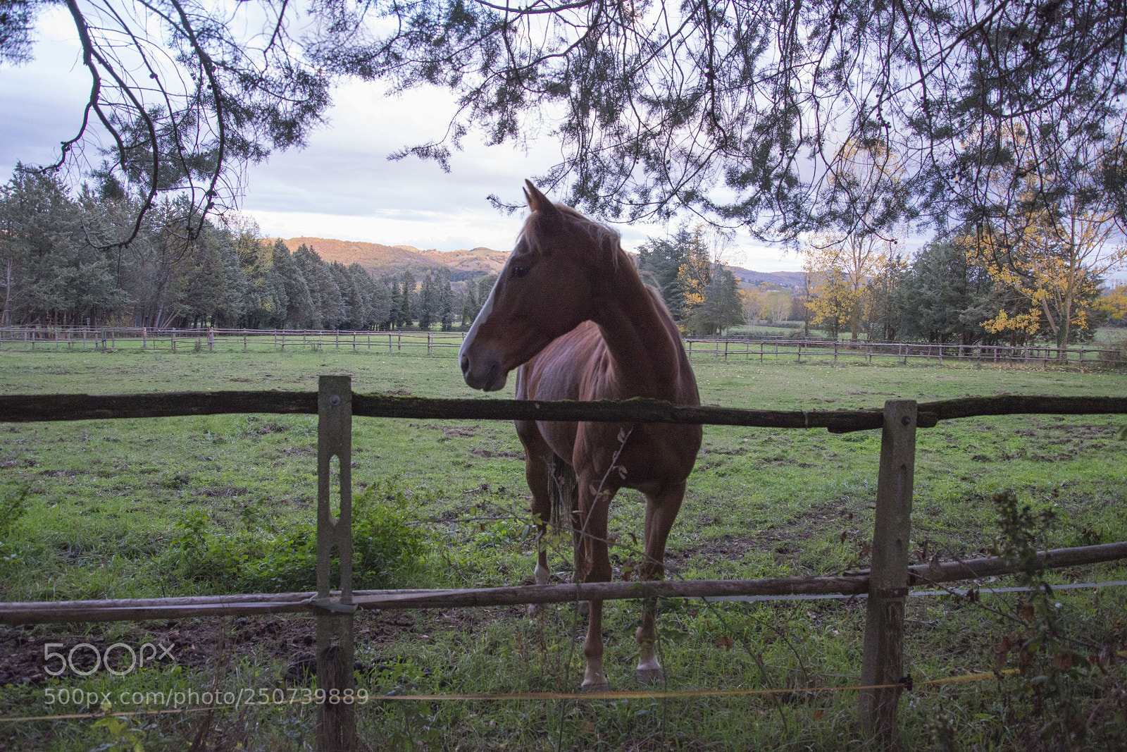 Nikon D800 sample photo. Horse in umbria countryside photography