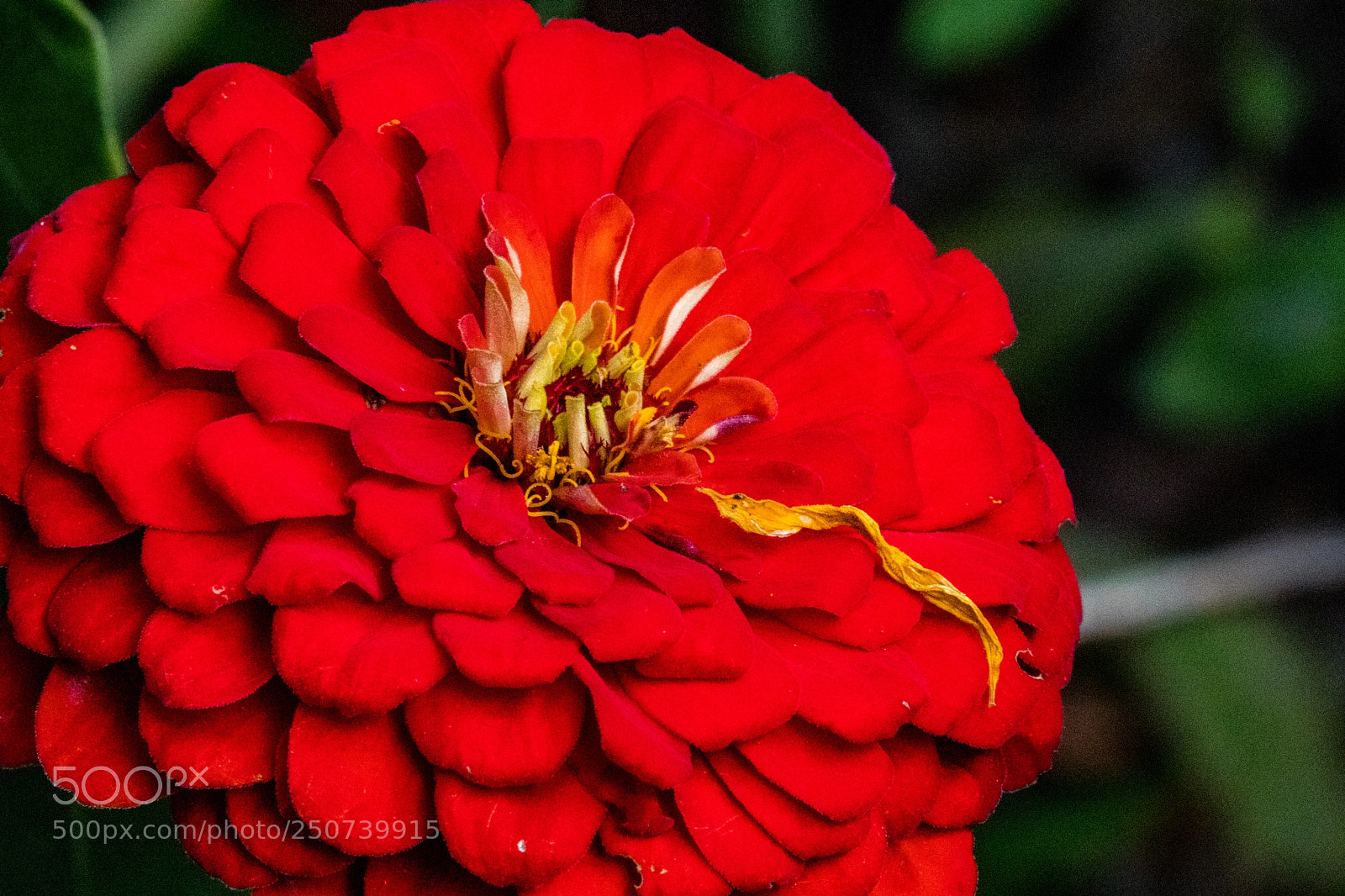 Canon EOS M5 sample photo. Red rush photography
