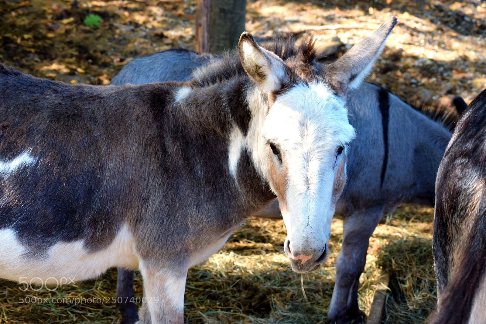 Nikon D3300 sample photo. Donkey photography