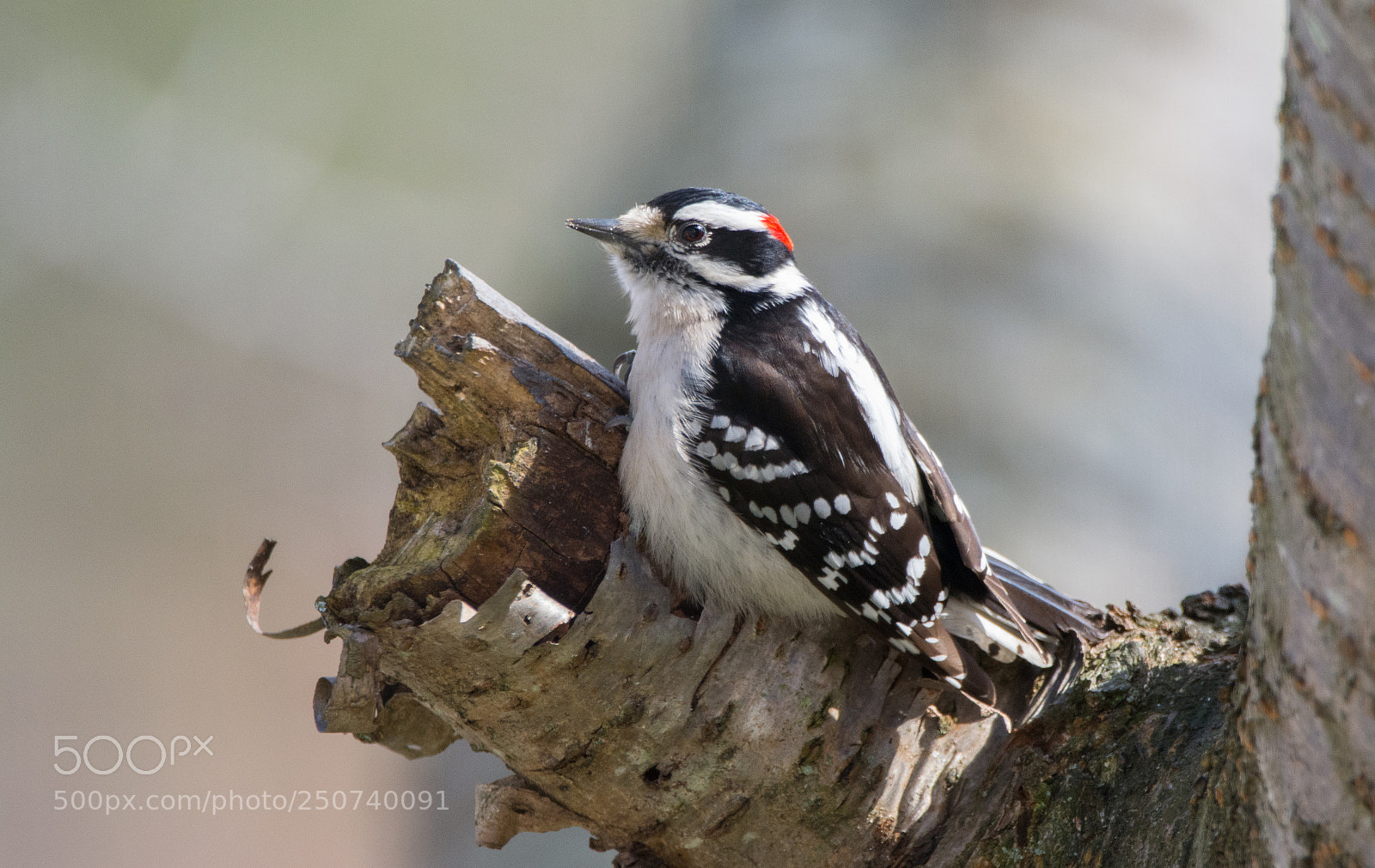 Nikon D5200 sample photo. Downy woodpecker on branch photography