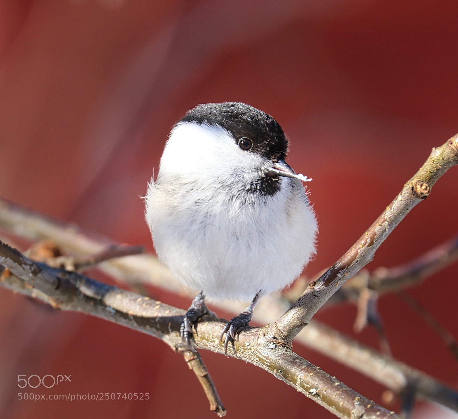Canon EOS 80D sample photo. Willow tit photography