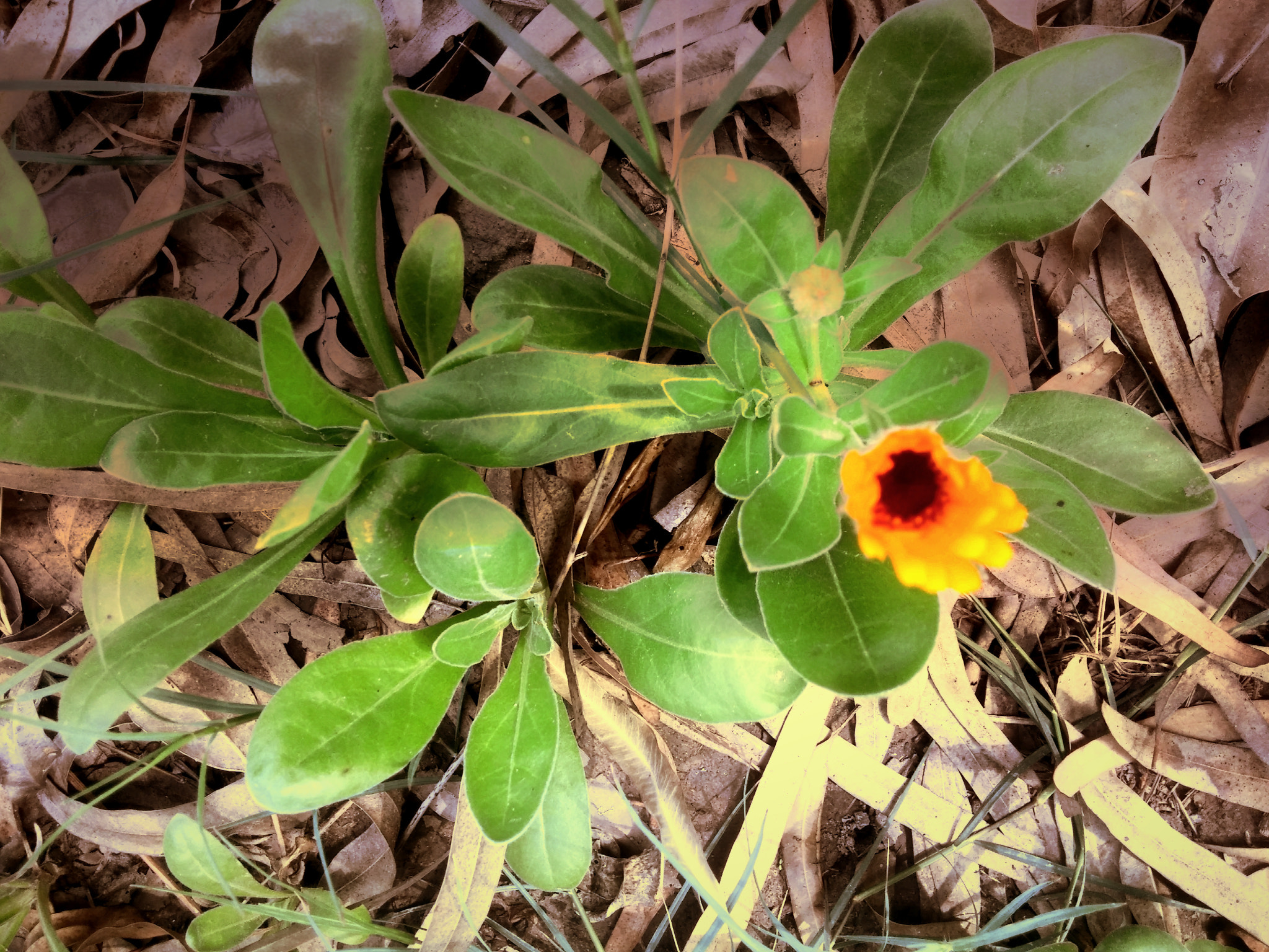 LG G2 sample photo