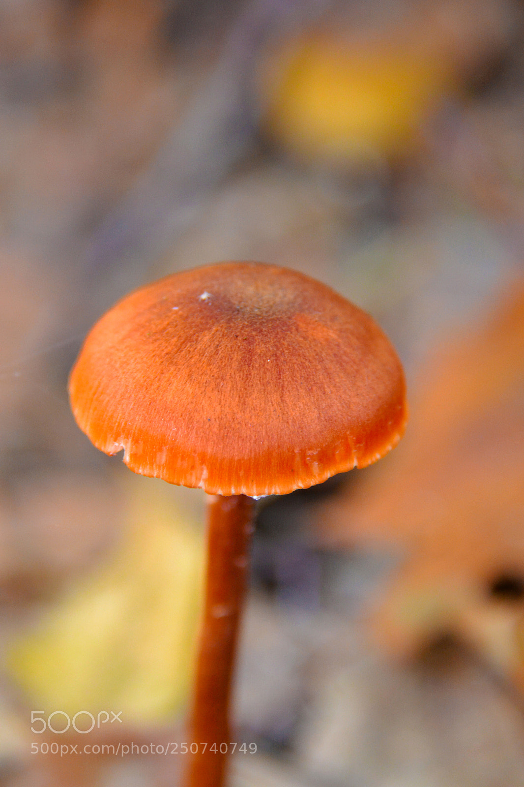 Nikon D3100 sample photo. Mushroom photography