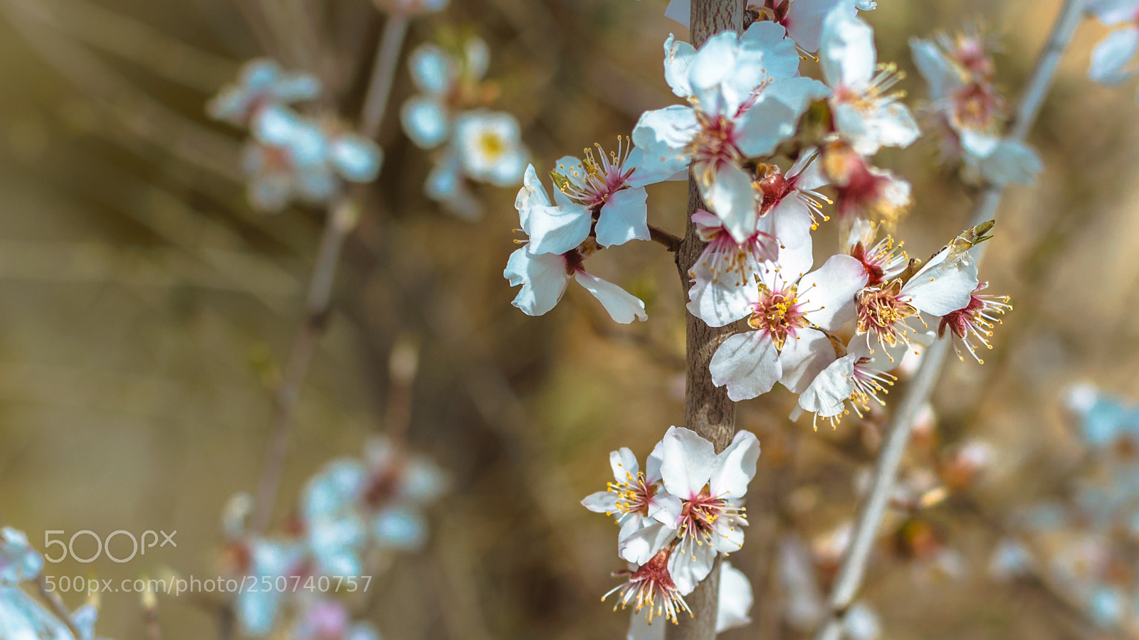 Nikon D3200 sample photo. Cherry blossoms photography
