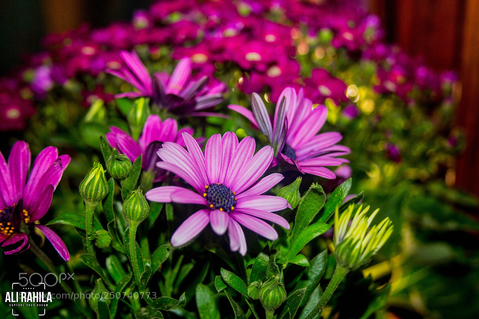 Canon EOS 60D sample photo. Autumn flowers photography