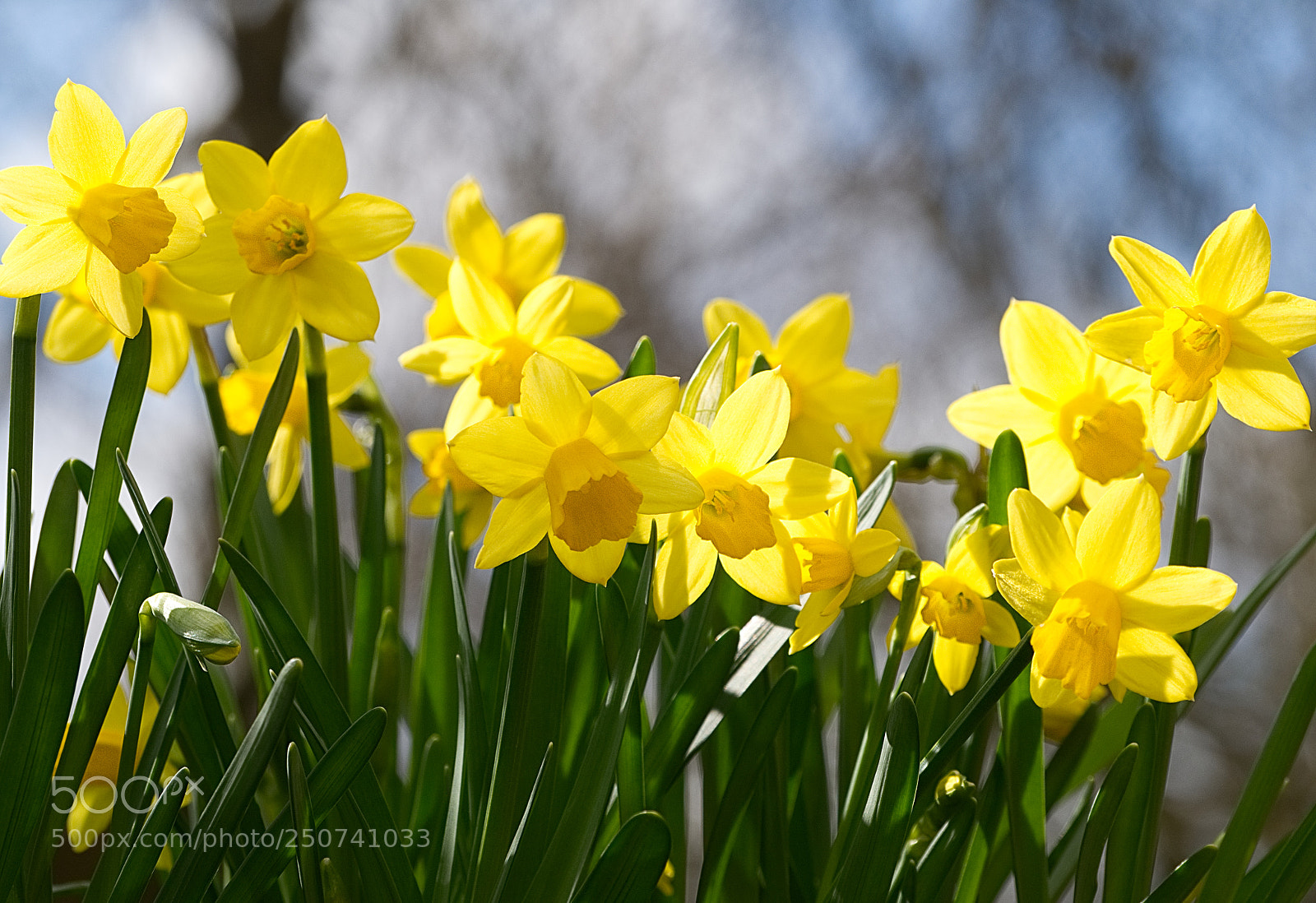 Panasonic Lumix DMC-GX8 sample photo. Springtime daffodils photography