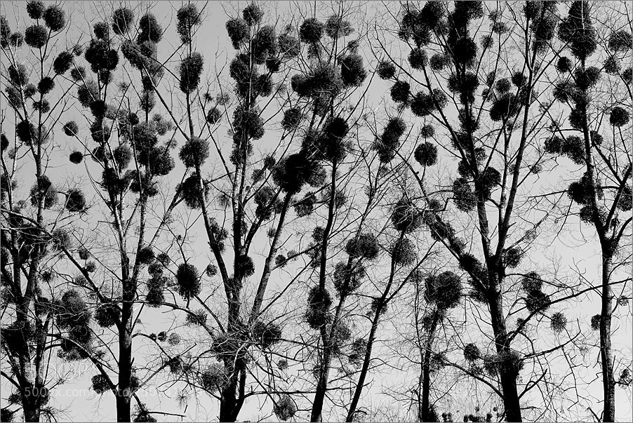 Nikon D610 sample photo. Mistletoe photography