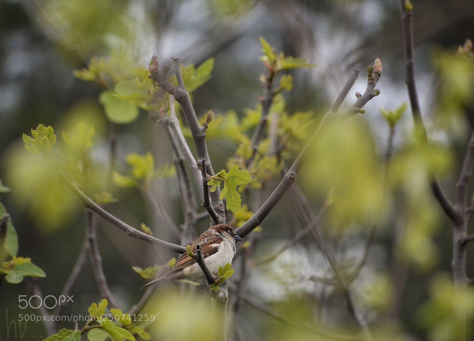 Nikon D7100 sample photo. Sparrow photography