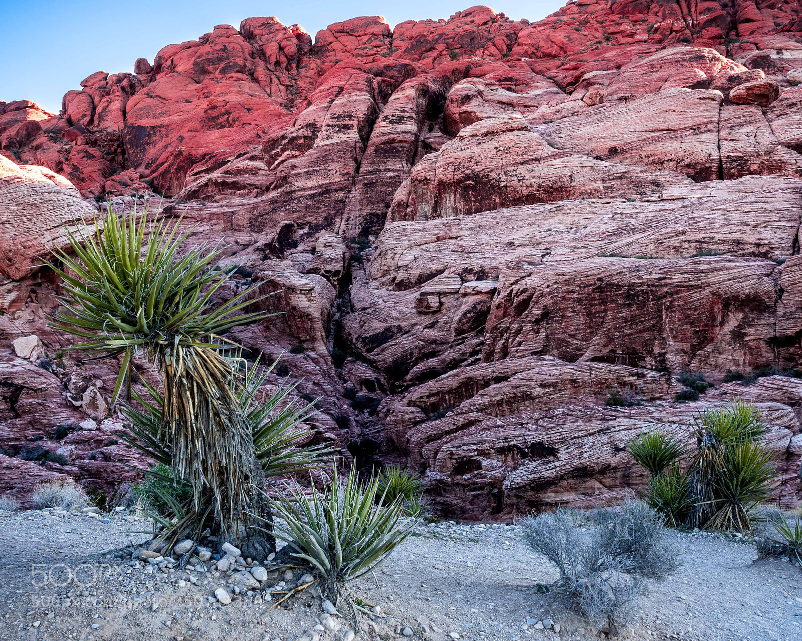 Olympus OM-D E-M5 II sample photo. Joshua trees and red photography