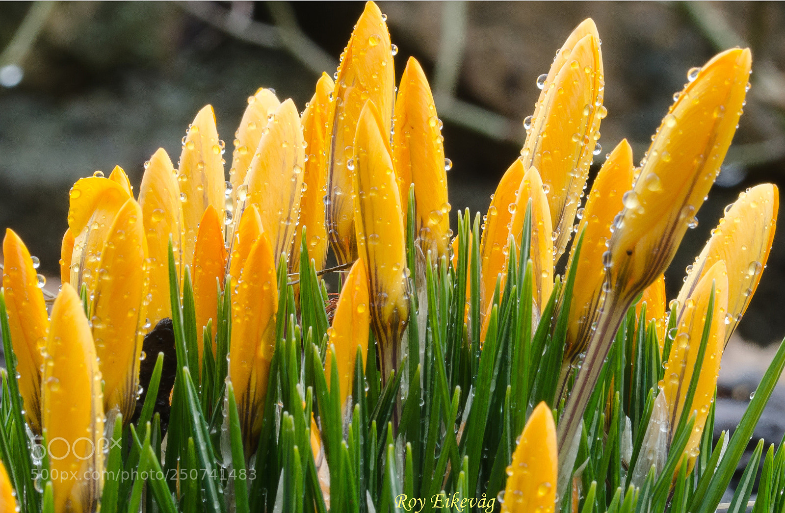Nikon D7000 sample photo. An easter flower photography