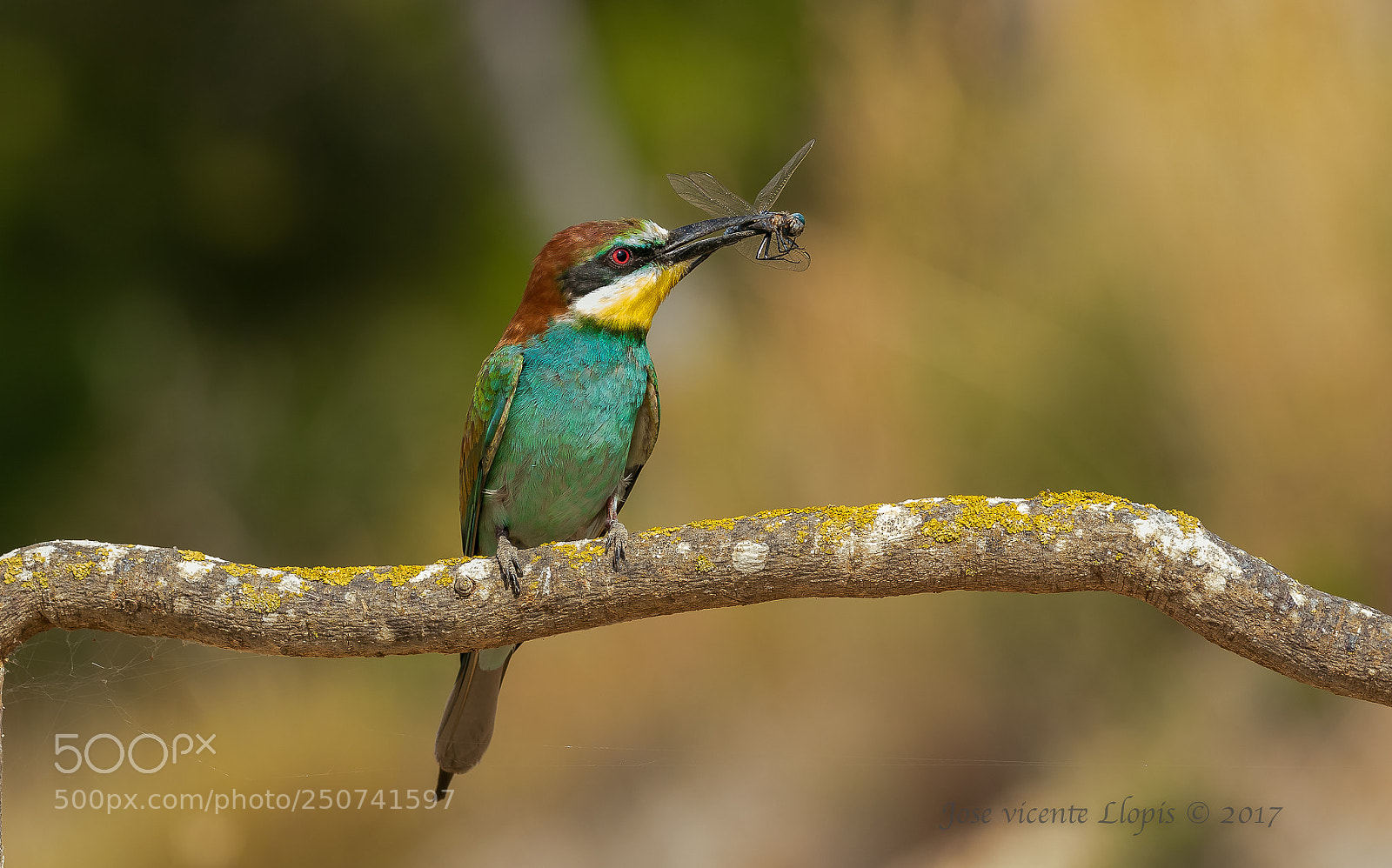 Canon EOS 7D Mark II sample photo. _e2a9986-3.jpg photography