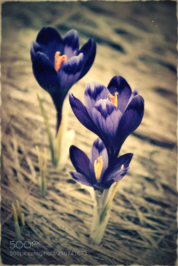 Sony DT 18-70mm F3.5-5.6 sample photo. Untitled photography