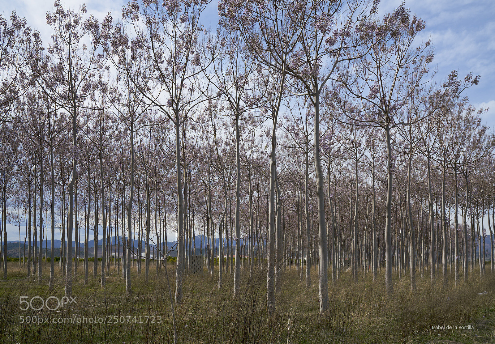 Sony a7R II sample photo. Paulownia tomentosa, pastel colors. photography