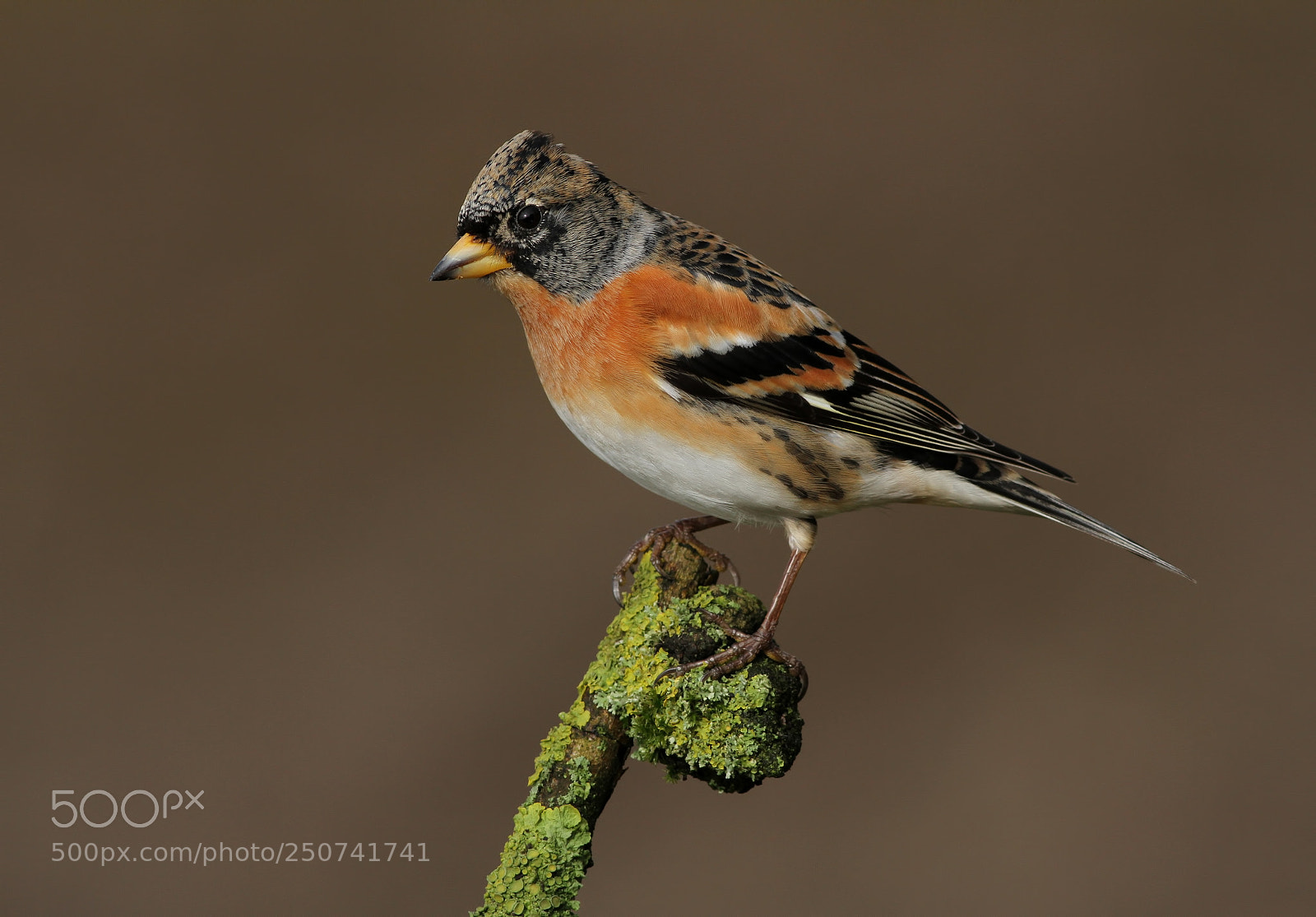 Canon EOS 7D sample photo. Brambling photography