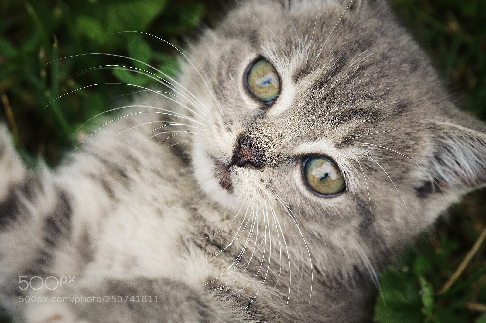 Sony Alpha NEX-5R sample photo. Cat photography