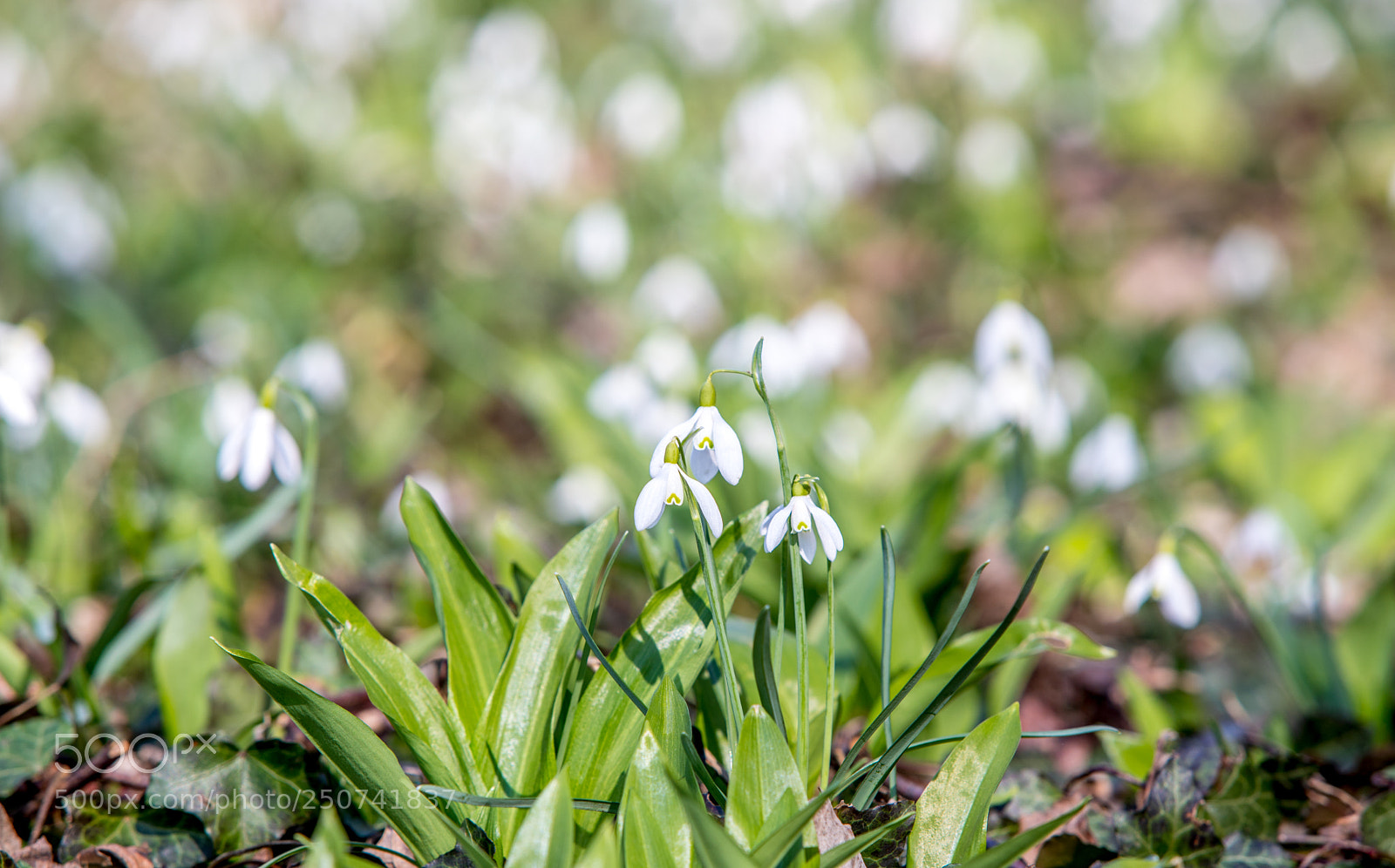 Canon EOS 6D Mark II sample photo. Spring is going on! photography