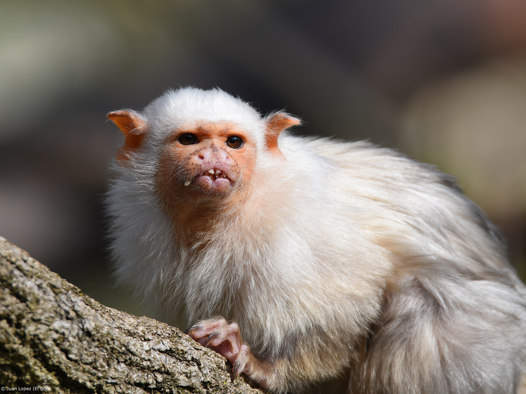 Sigma 150-600mm F5-6.3 DG OS HSM | S sample photo. Cute little monsters....!!! ;-) photography