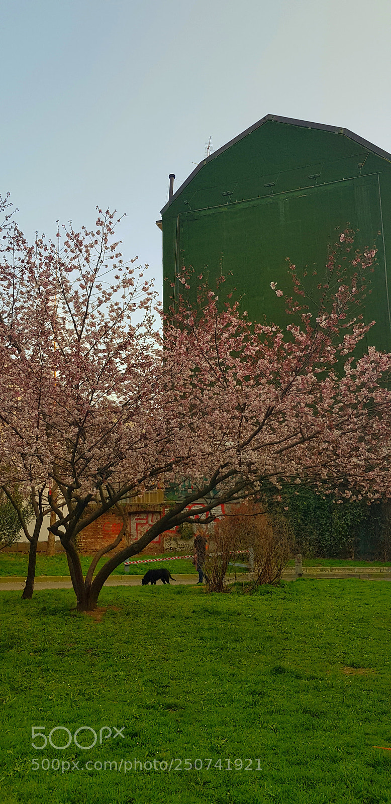 Samsung Galaxy S8 sample photo. Spring photography