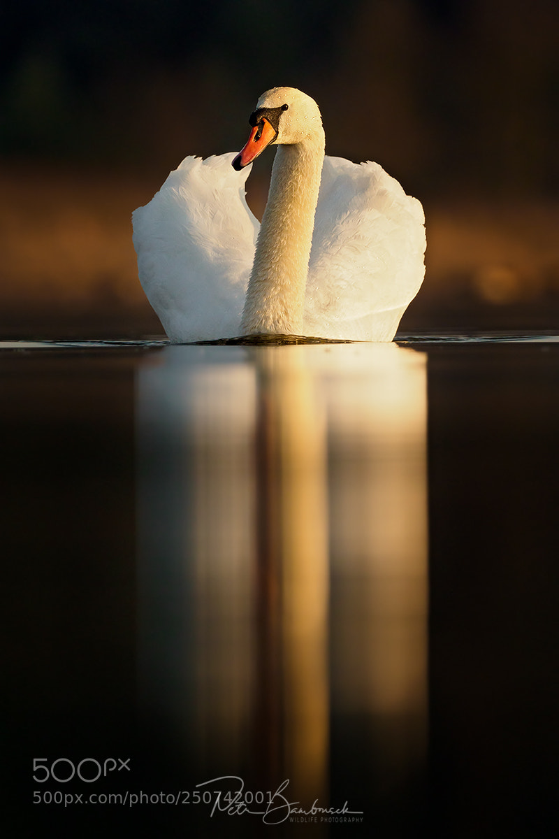 Olympus OM-D E-M1 Mark II sample photo. Mute swan | czech republic photography