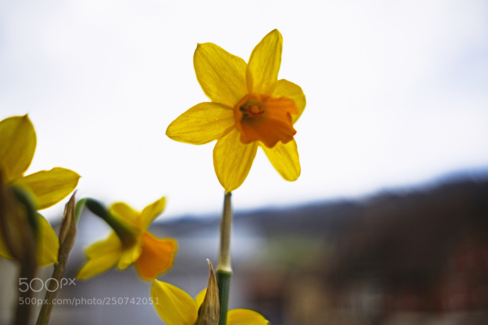 Fujifilm X-Pro2 sample photo. Daffodil photography