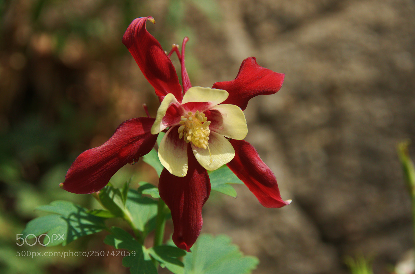 Nikon D300 sample photo. Aquilegia photography
