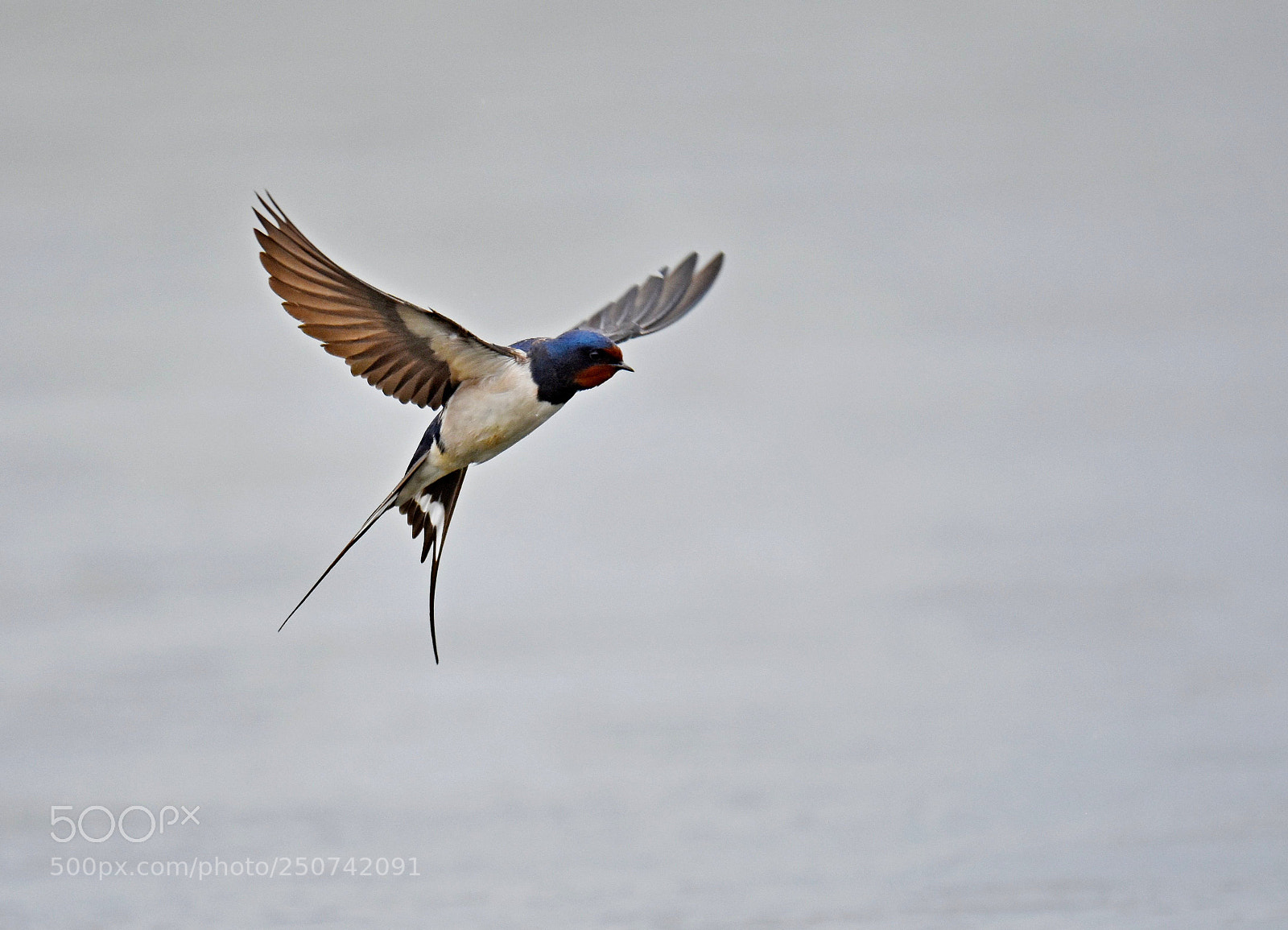 Nikon D7200 sample photo. Barn swallow photography