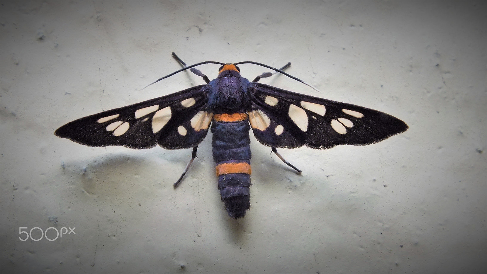 Fujifilm FinePix HS28EXR sample photo. Amata phegea  ( moth ) photography