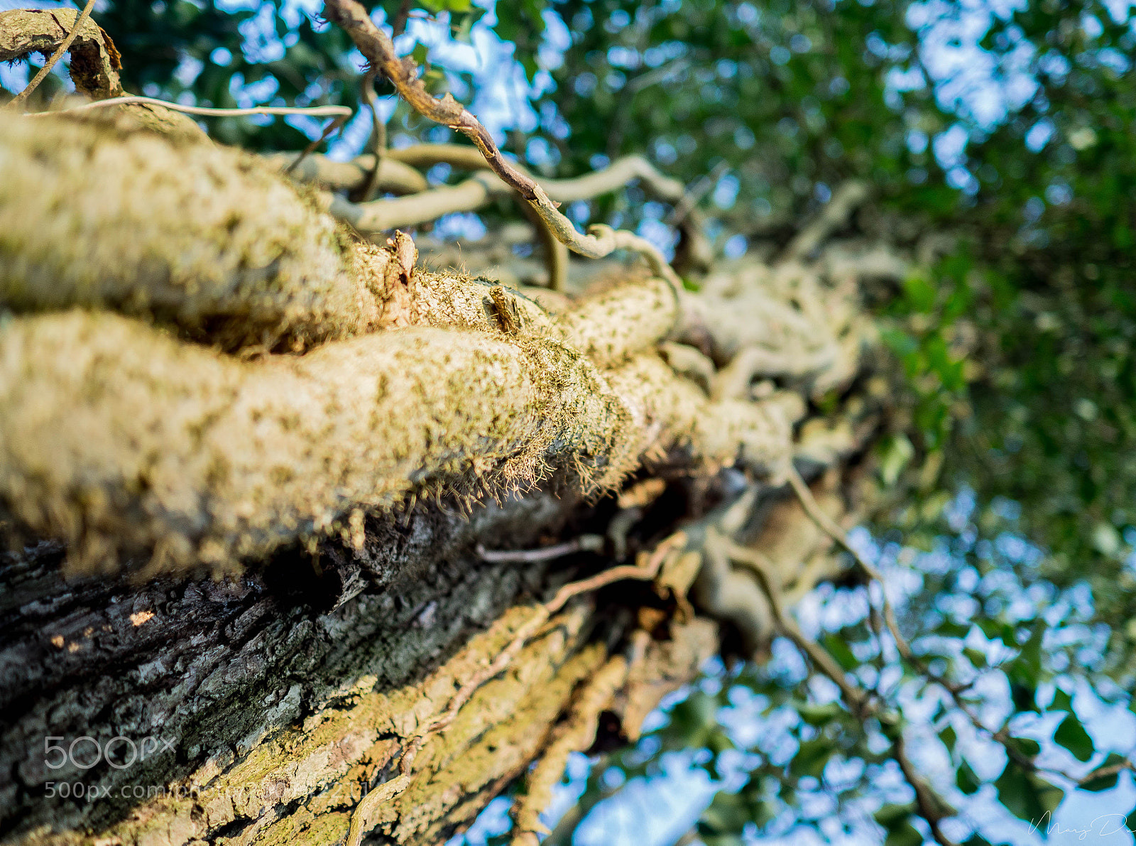 Olympus OM-D E-M10 II sample photo. Il faut embrasser le photography