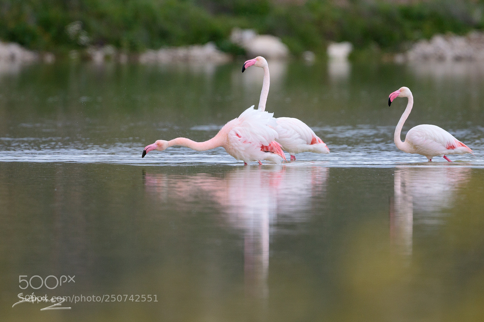 Canon EOS 7D Mark II sample photo. Flamencos photography