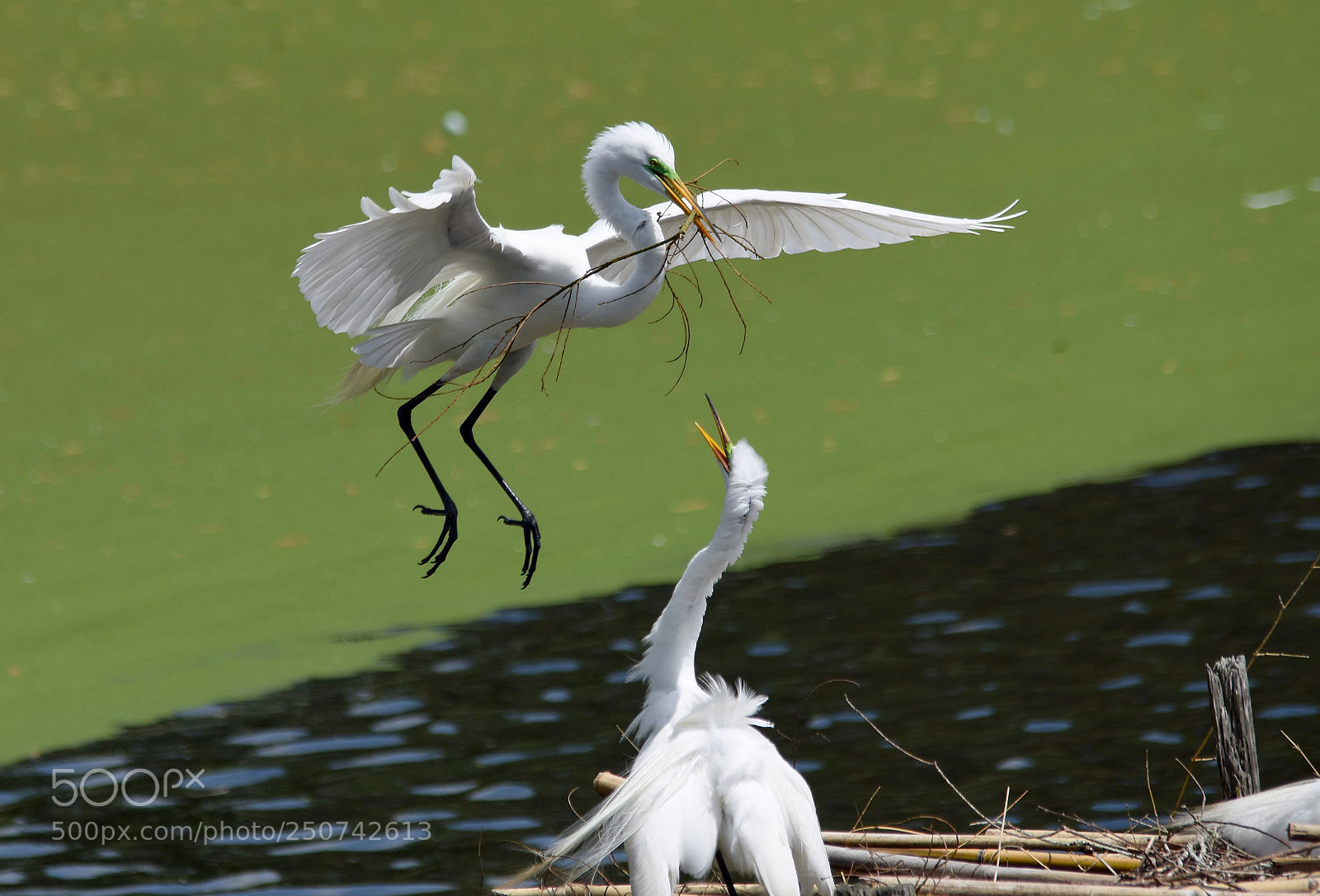 Nikon D7200 sample photo. The offering photography